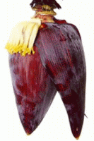 This flower has all the fibre you needed!