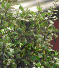 Sri Maha Vishnu - Tulsi-priya