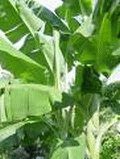 A fully grown Banana Tree, a gift to the Humankind!