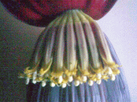 Banana flower, inner view on peeling the top layer