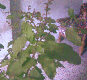 Tulsi Leaves, in a Branch with its blooming flowers