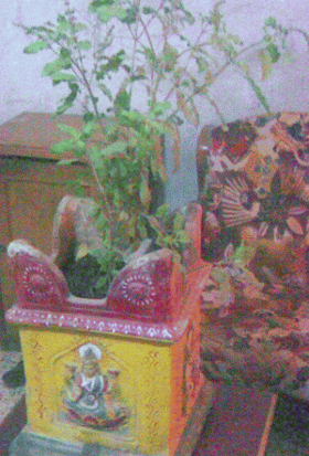 Full grown Tulsi Plant with its flowers.