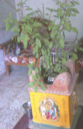 Performing Tulsi Pooja, to the Plant Thulasi