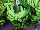 A Bunch of Green Bananas, for mass consumption..