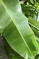 Banana Leaves, It's length and breadth gives more oxygen.