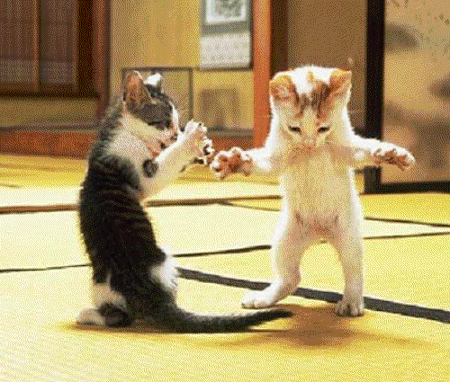 Dancing cats, yet they leave a negative force behind!