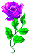 purplerose2.gif